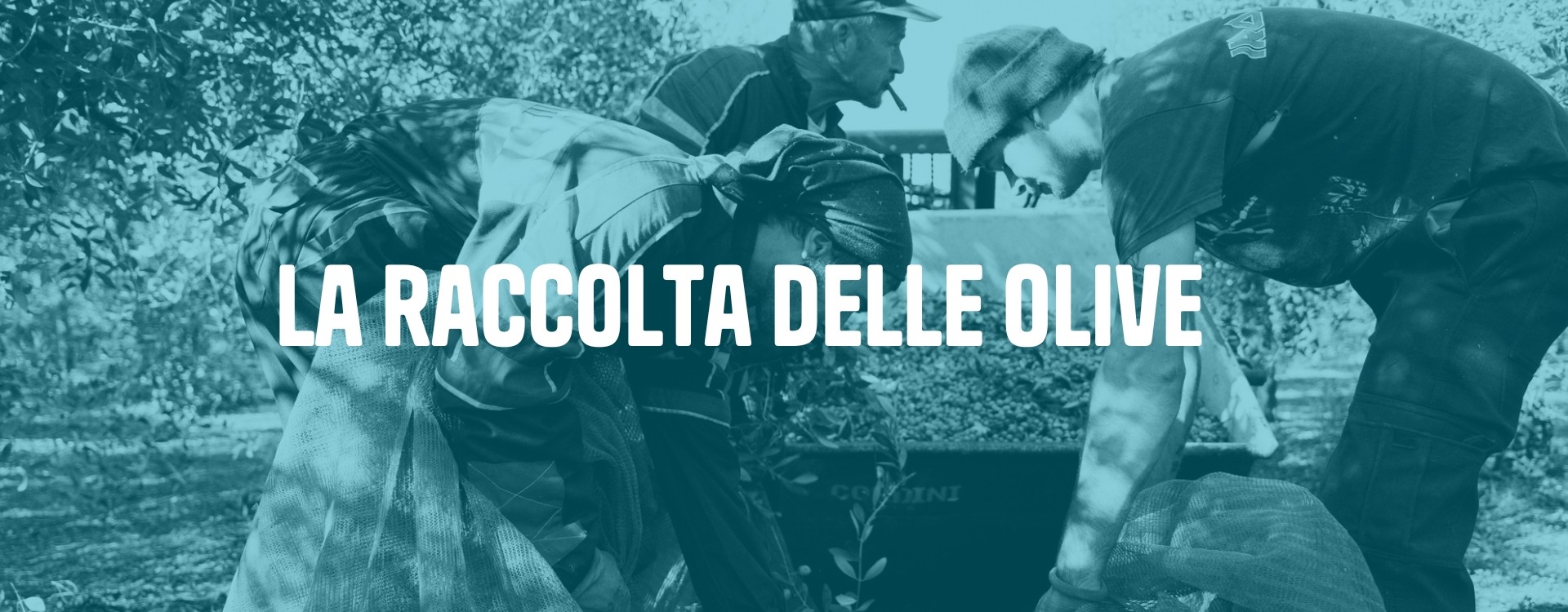 Parte la raccolta olive